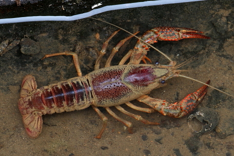 アメリカザリガニ 千葉県袖ケ浦市周辺の生物など アメリカザリガニ 千葉県袖ケ浦市周辺の生物など