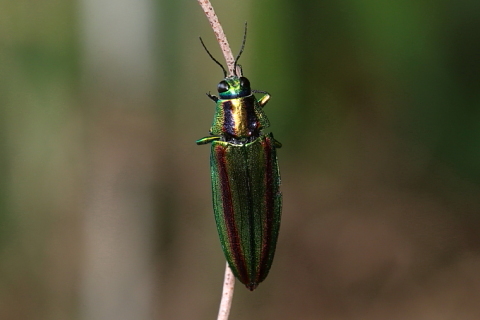 タマムシ（ヤマトタマムシ） - 千葉県袖ケ浦市周辺の生物など