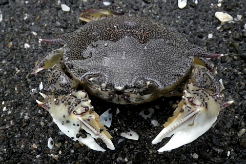 キンセンガニ - 千葉県袖ケ浦市周辺の生物など