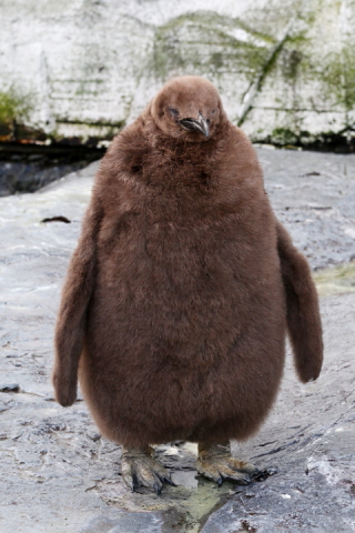 ペンギン backend=imagemagick;version=1;