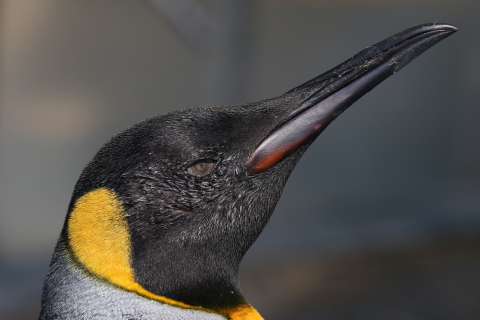 旭山動物園】キングペンギン - 千葉県袖ケ浦市周辺の生物など