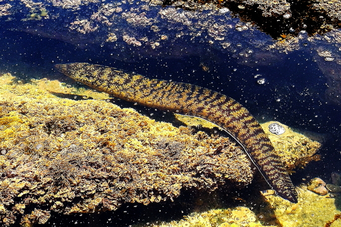ウツボ - 千葉県袖ケ浦市周辺の生物など