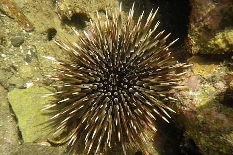 ナガウニの仲間 - 千葉県袖ケ浦市周辺の生物など