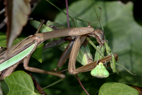 オオカマキリの食事（その1） - 千葉県袖ケ浦市周辺の生物など