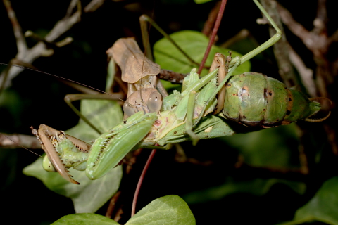 オオカマキリの食事（その1） - 千葉県袖ケ浦市周辺の生物など