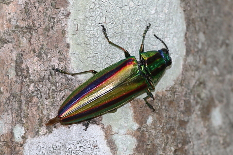 タマムシ（ヤマトタマムシ） - 千葉県袖ケ浦市周辺の生物など