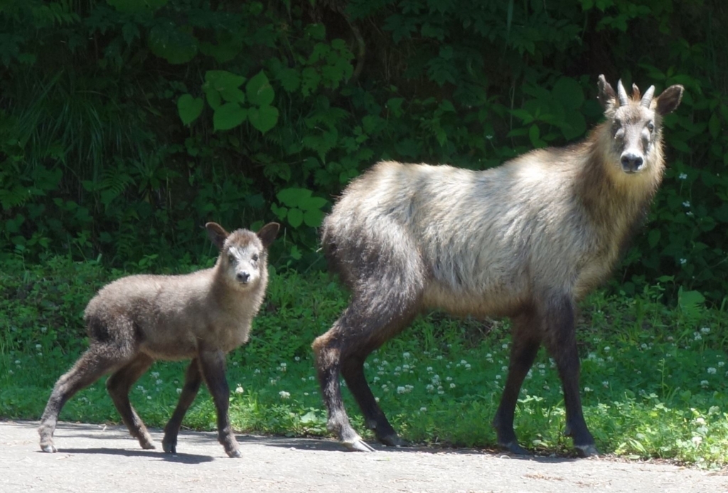 f:id:UrushiUshiru:20180710015042j:plain f:id:UrushiUshiru:20180710015042j:plain