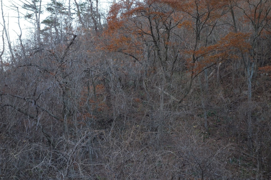 f:id:UrushiUshiru:20181221014430j:plain f:id:UrushiUshiru:20181221014430j:plain