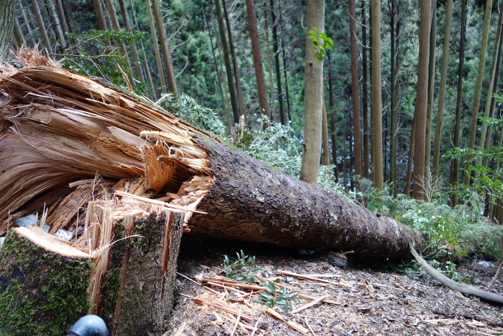 f:id:UrushiUshiru:20190127021219j:plain