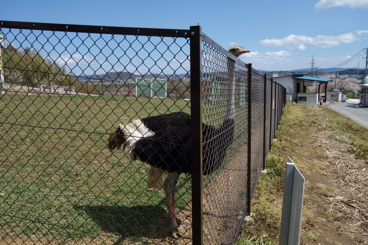 とんとんの丘 もちぶた館 宮城県大河原町の豚肉と動物と温泉が楽しめる珍スポットに行ってきましたの 元it土方の供述 とんとんの丘 もちぶた館 宮城県大河原町の豚肉と動物と温泉が楽しめる珍スポットに行ってきましたの 元it土方の供述