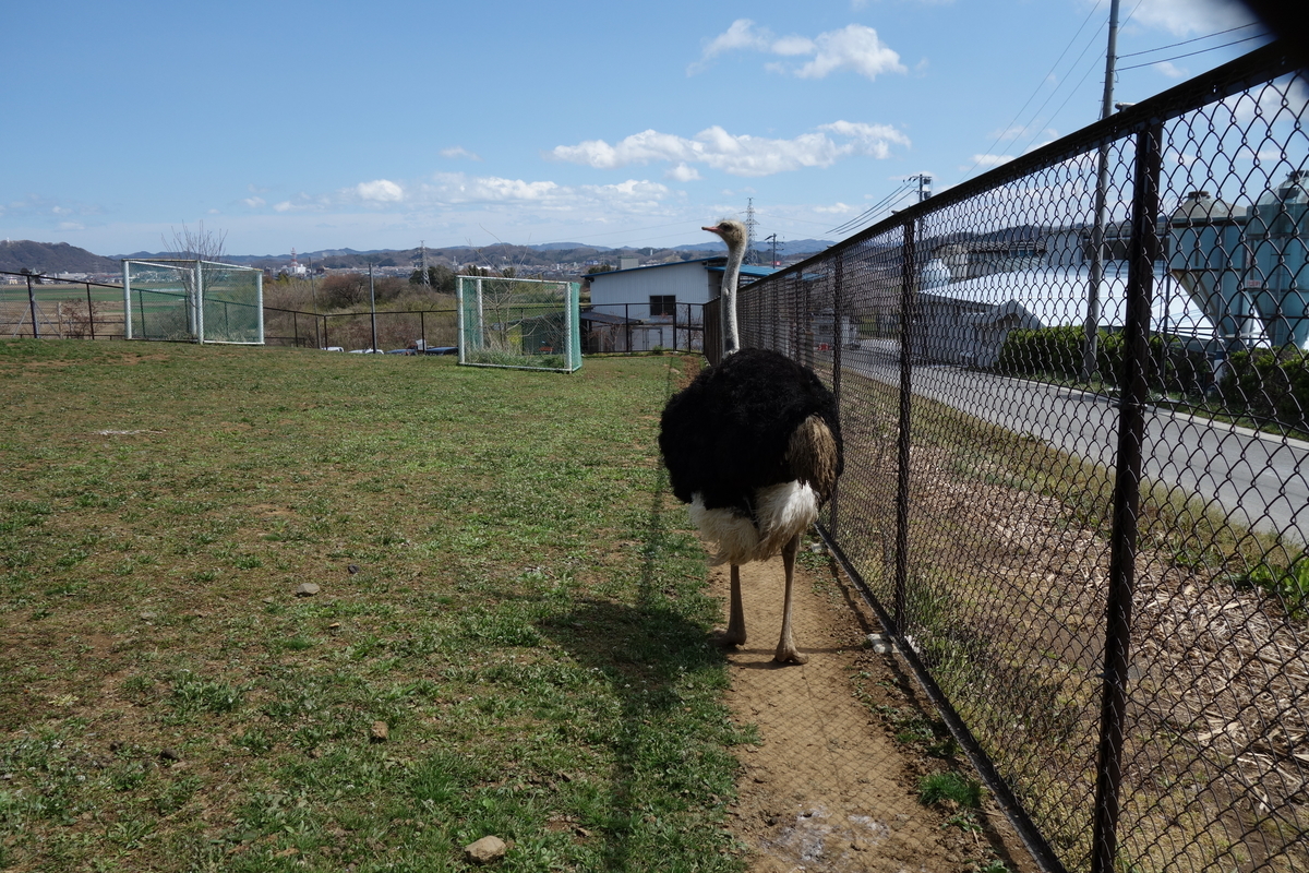 とんとんの丘 もちぶた館 宮城県大河原町の豚肉と動物と温泉が楽しめる珍スポットに行ってきましたの 元it土方の供述 とんとんの丘 もちぶた館 宮城県大河原町の豚肉と動物と温泉が楽しめる珍スポットに行ってきましたの 元it土方の供述