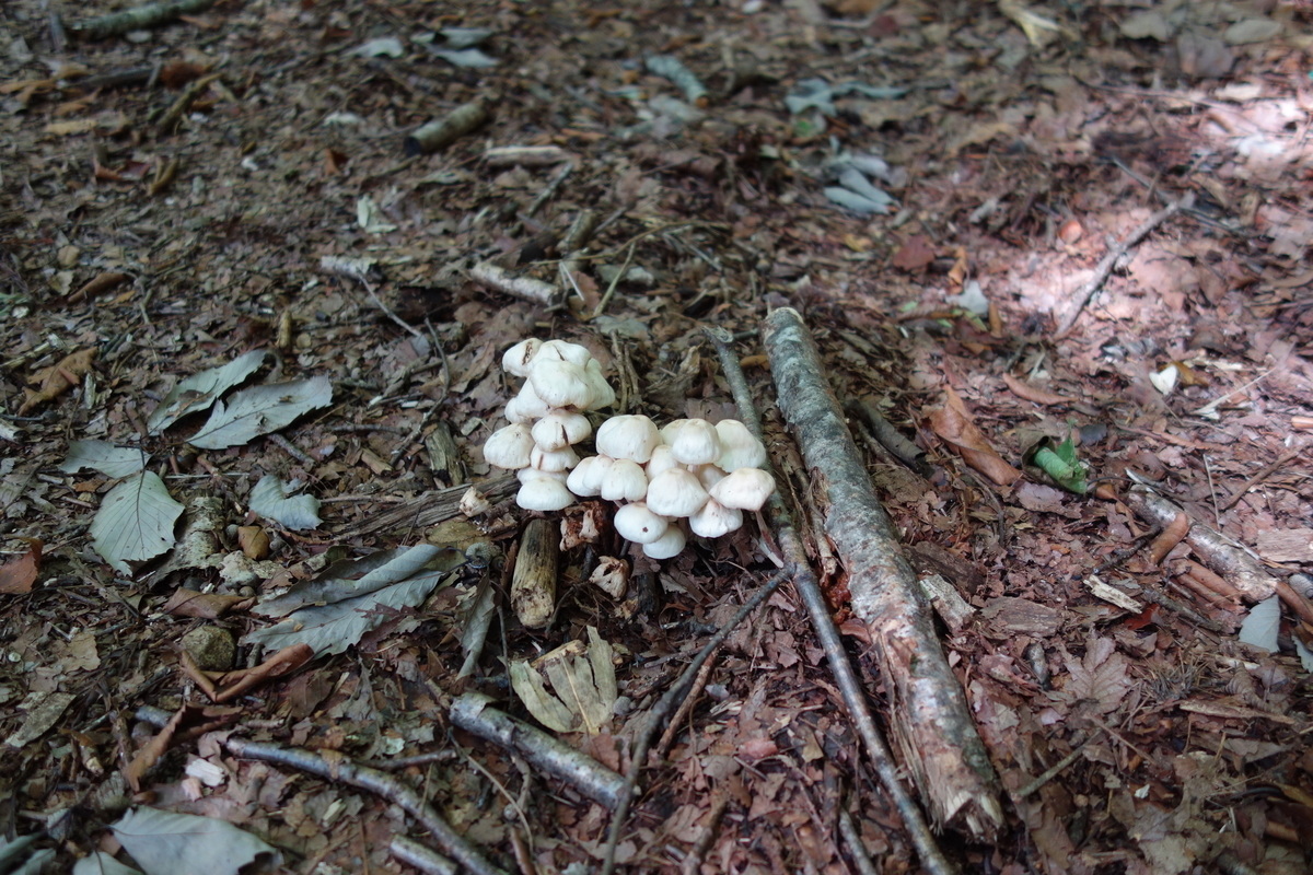 f:id:UrushiUshiru:20190908152028j:plain f:id:UrushiUshiru:20190908152028j:plain