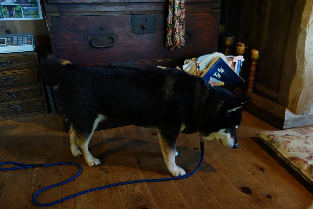 f:id:UrushiUshiru:20190908153813j:plain f:id:UrushiUshiru:20190908153813j:plain