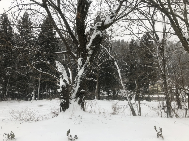 f:id:UrushiUshiru:20200210124840j:plain