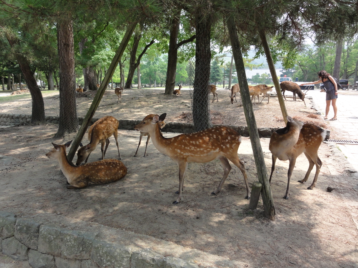 f:id:UrushiUshiru:20200523042820j:plain f:id:UrushiUshiru:20200523042820j:plain