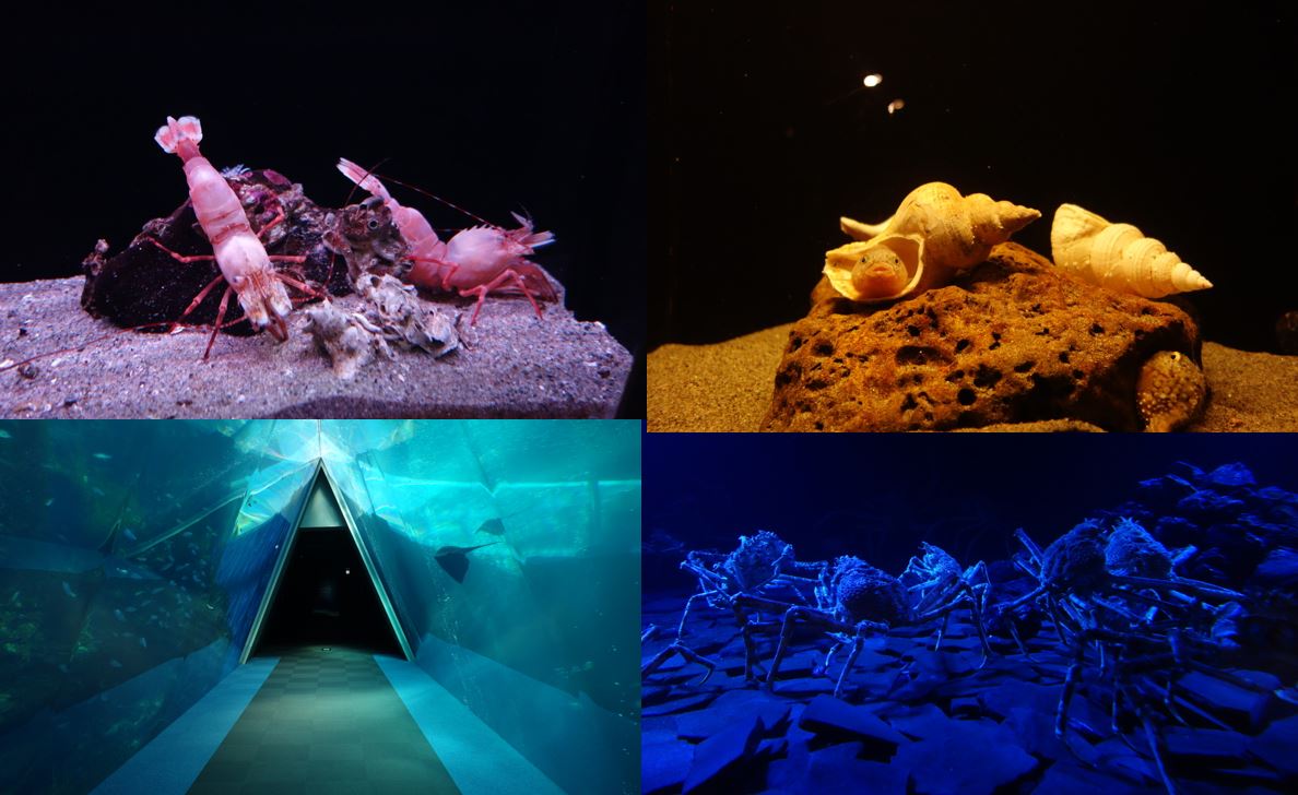 クマノミとは 動植物の人気 最新記事を集めました はてな