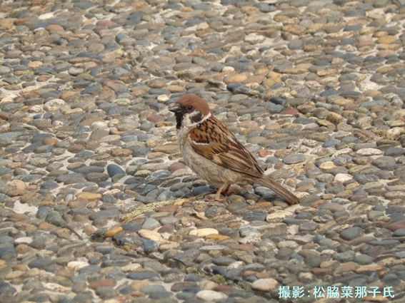 f:id:Urvogel3-5:20201017212013p:plain