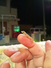 f:id:Utasan:20110819200317j:image