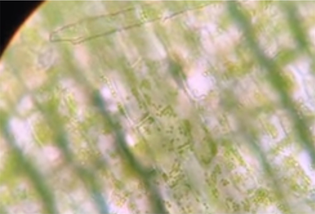 人はアルカリ性体質の動物 この体質にすれば、病気は招かず離れる 人は