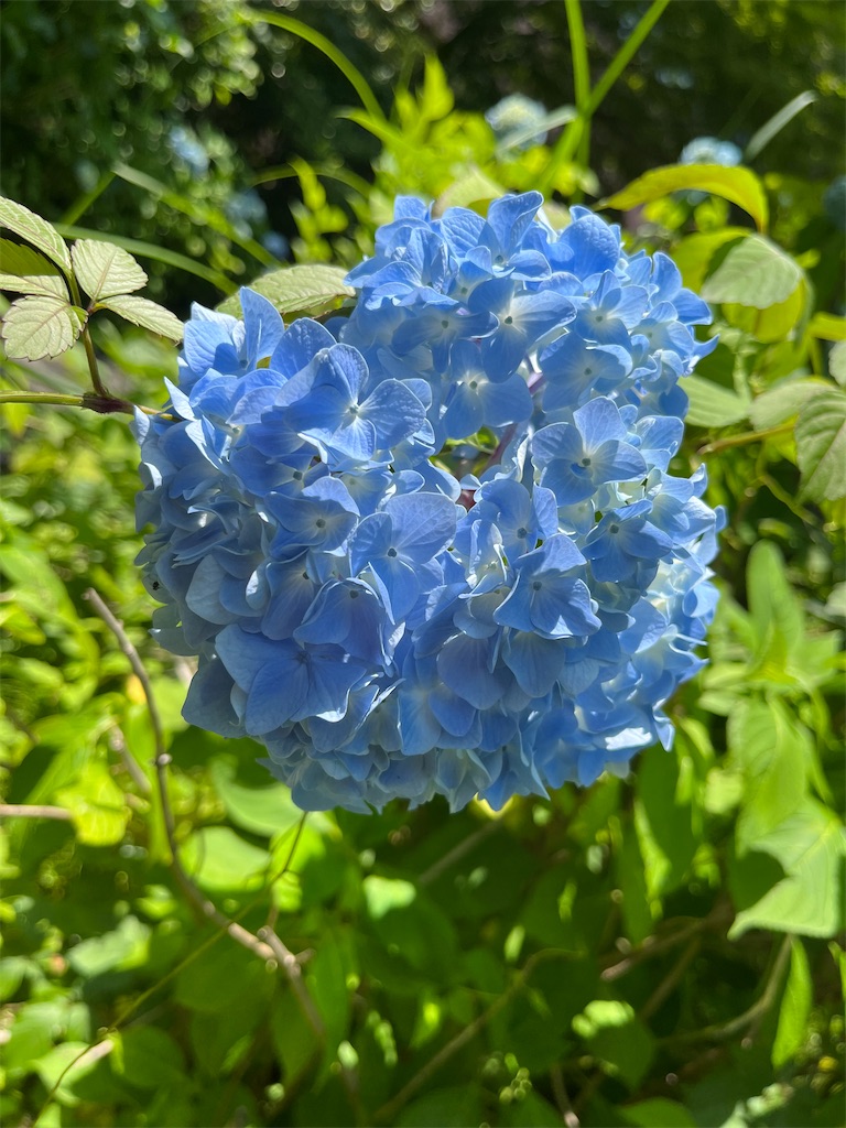 f:id:VCPteam:20230617190957j:image
