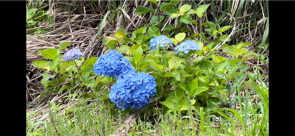 f:id:VCPteam:20230617191024p:image