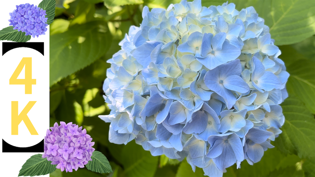 f:id:VCPteam:20230617191030p:image