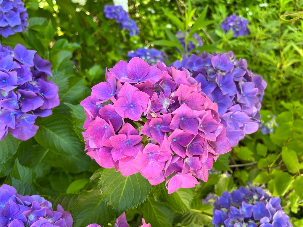 f:id:VCPteam:20230623124537j:image