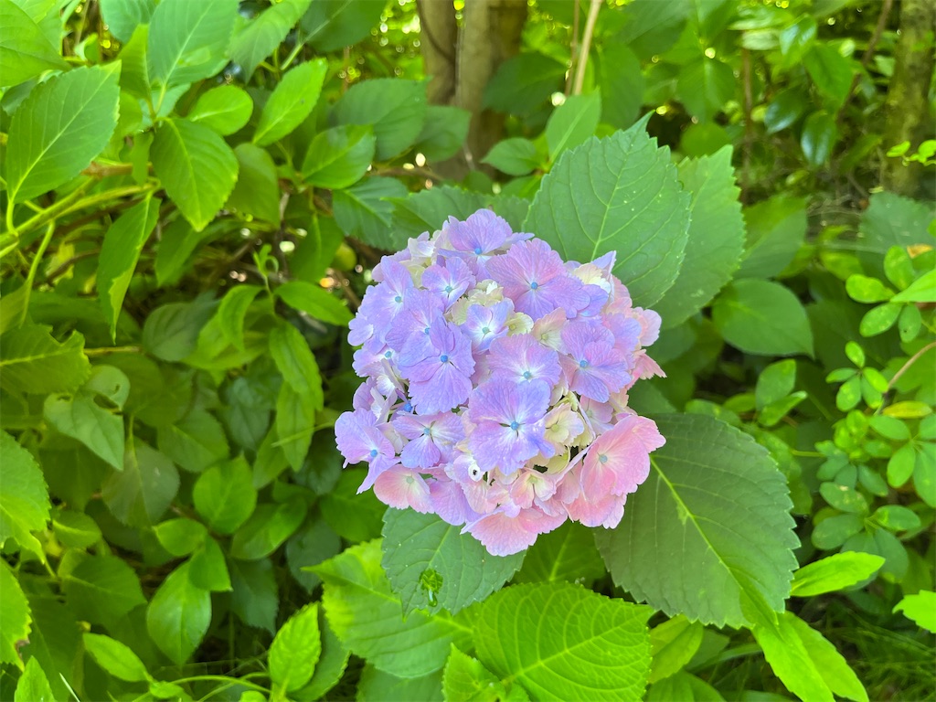 f:id:VCPteam:20230623124540j:image