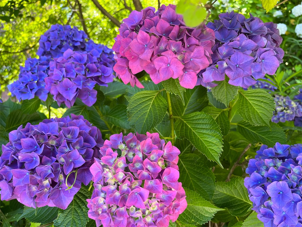 f:id:VCPteam:20230623124543j:image