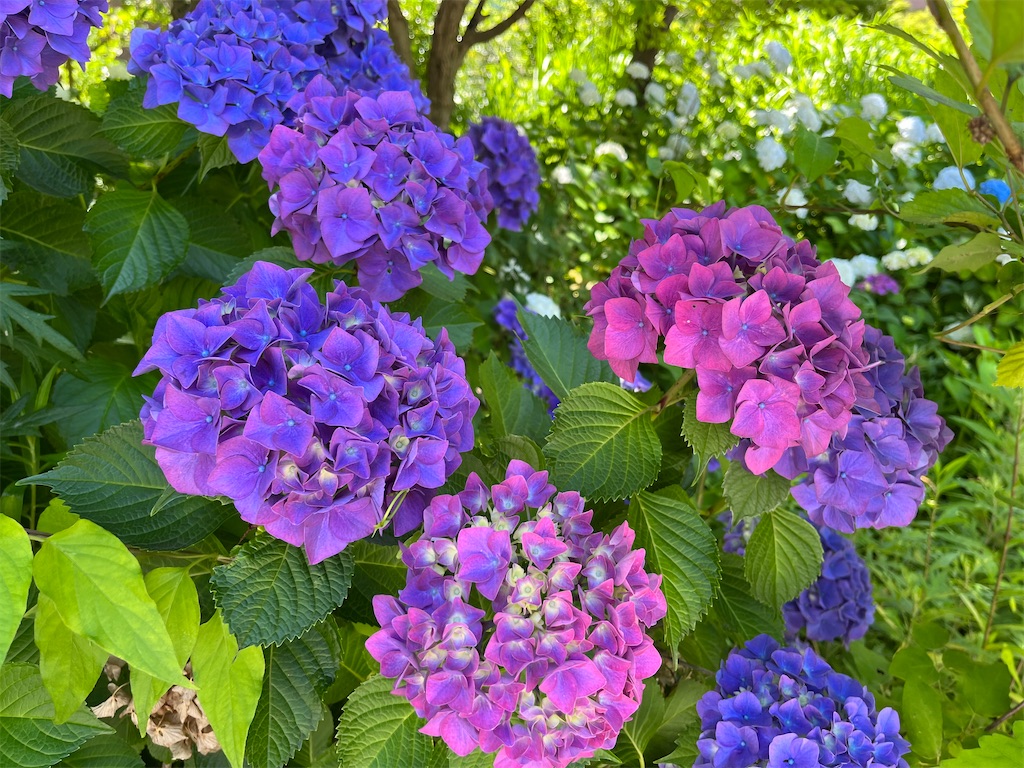 f:id:VCPteam:20230623124556j:image