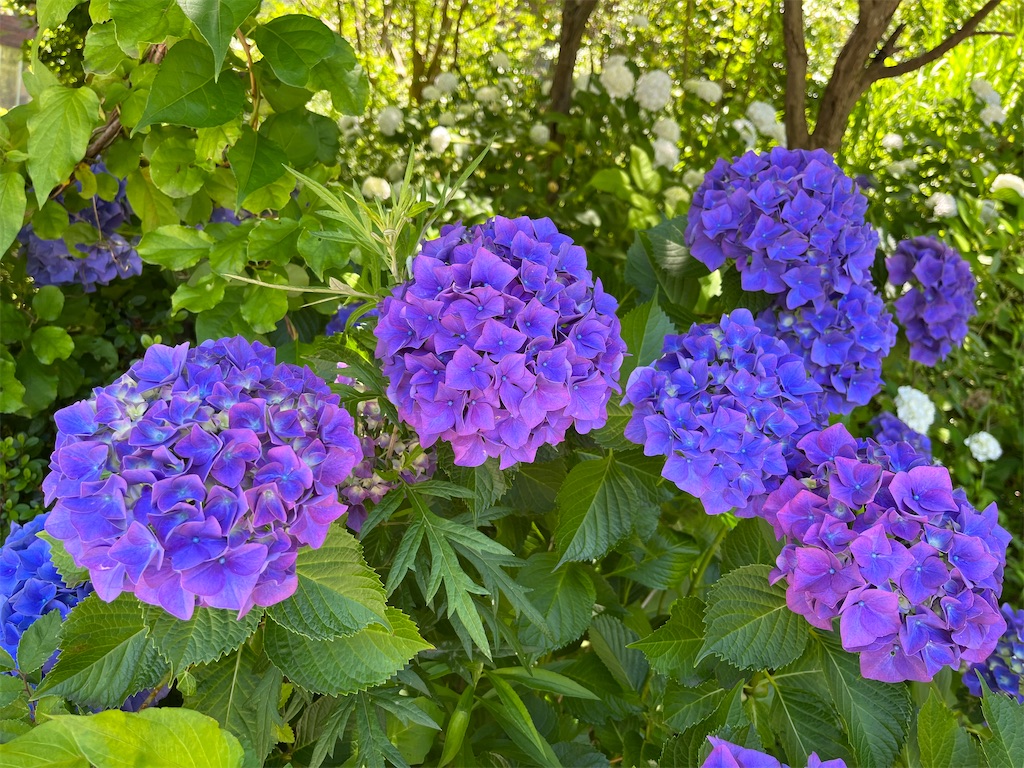 f:id:VCPteam:20230623124602j:image
