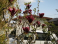 20110409162727