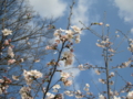 20110409162906