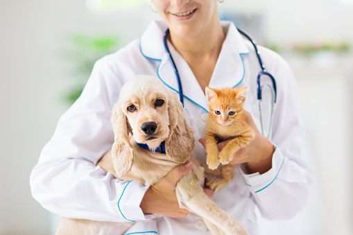 獣医学生が教える 犬猫に与えてはいけない食べ物 Vetkun S Blog