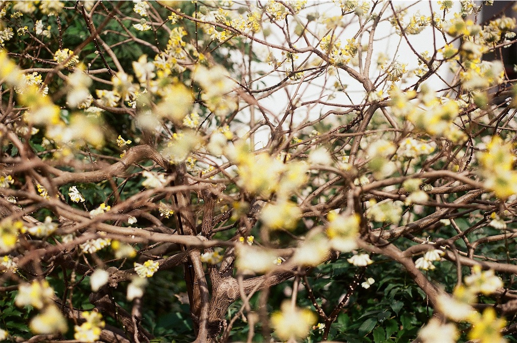 f:id:Vanity73:20210403173838j:image