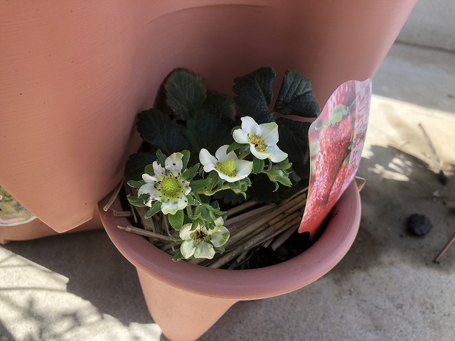 f:id:Vento:20190326230335j:plain