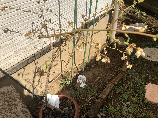 f:id:Vento:20190326230338j:plain f:id:Vento:20190326230338j:plain