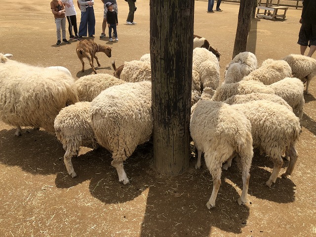 f:id:Vento:20190509210335j:plain f:id:Vento:20190509210335j:plain