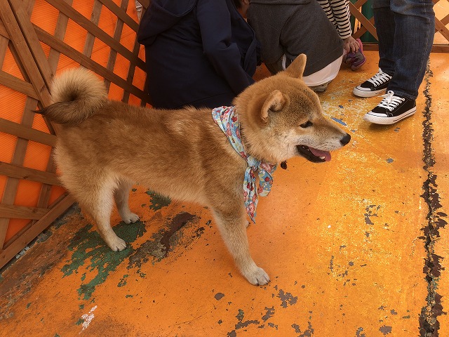 f:id:Vento:20190509224748j:plain f:id:Vento:20190509224748j:plain