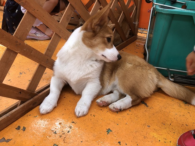f:id:Vento:20190509224755j:plain f:id:Vento:20190509224755j:plain