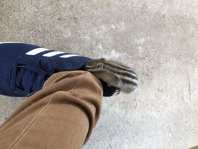f:id:Vento:20190916234956j:plain f:id:Vento:20190916234956j:plain