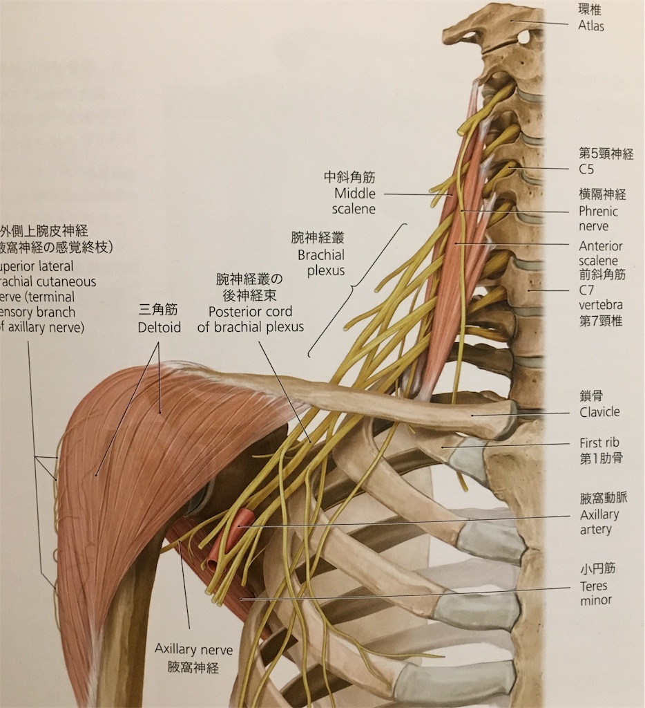 f:id:Violawellness:20190524143412j:image f:id:Violawellness:20190524143412j:image