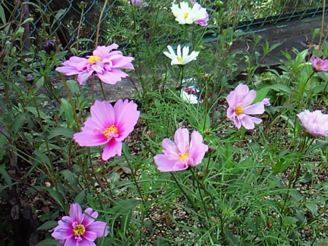 f:id:VirginMaryLongs:20191215131529j:plain