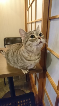 f:id:Vive-hodie:20180126200554j:plain f:id:Vive-hodie:20180126200554j:plain