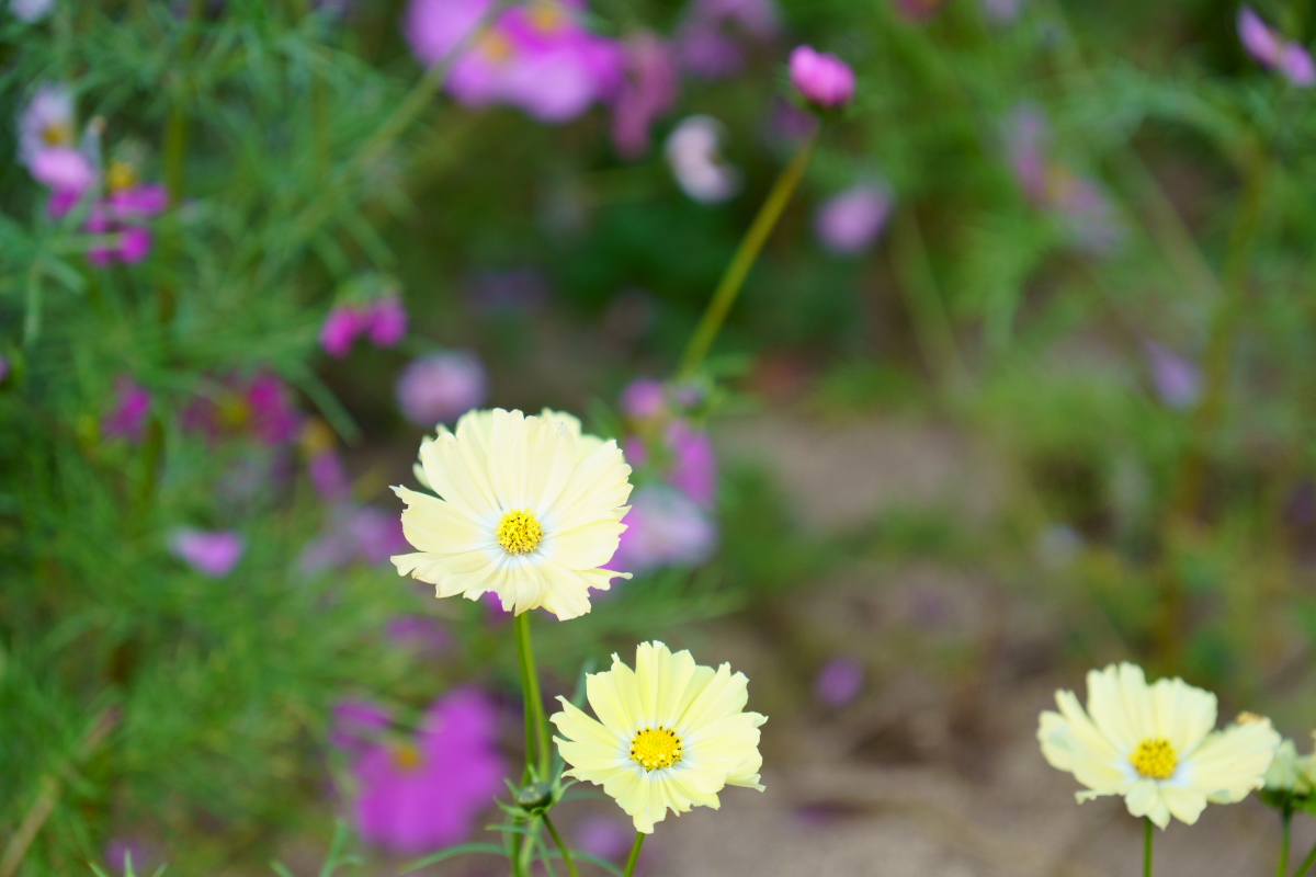 花さじき-5