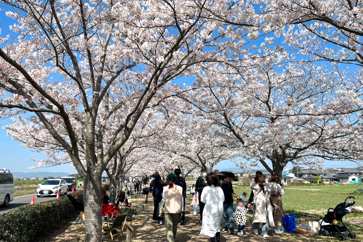 おの桜つづみ回廊-1