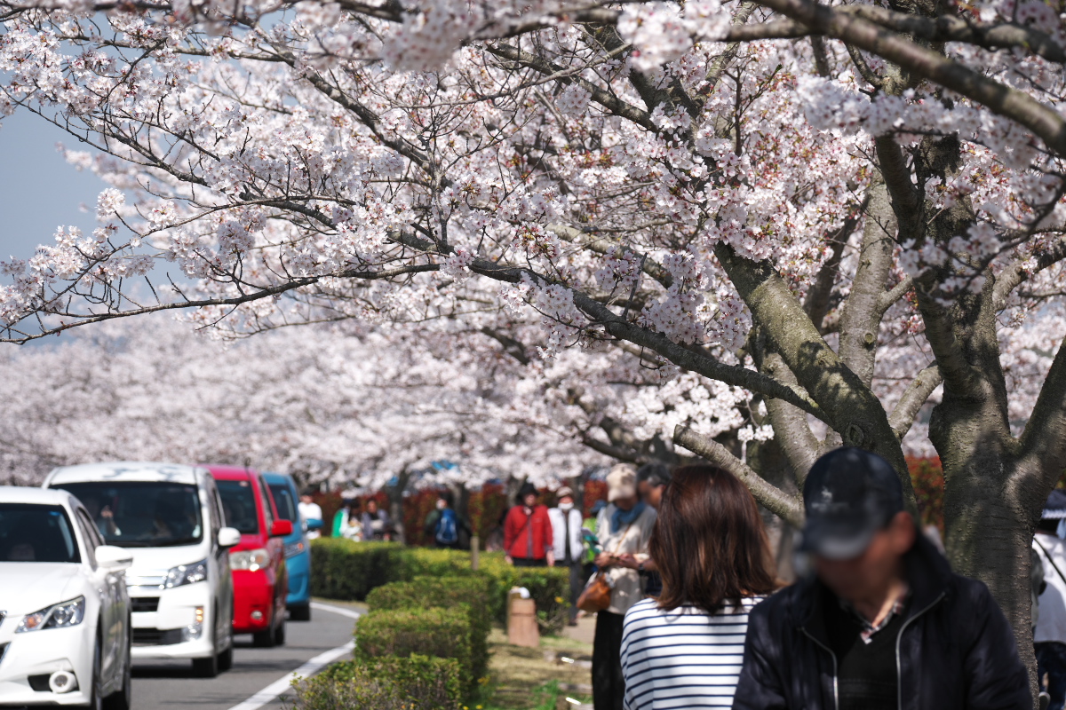 おの桜つづみ回廊-