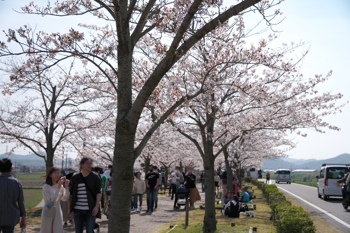 おの桜つづみ回廊-3