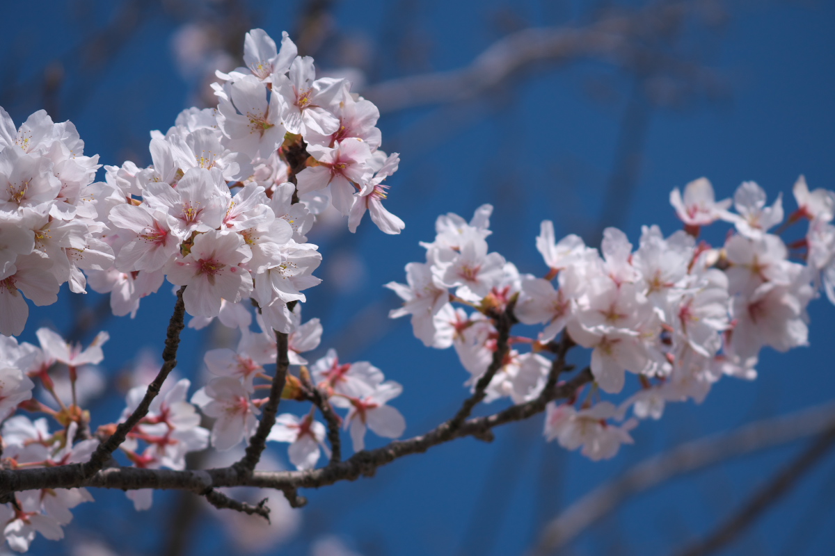 おの桜つづみ回廊-4