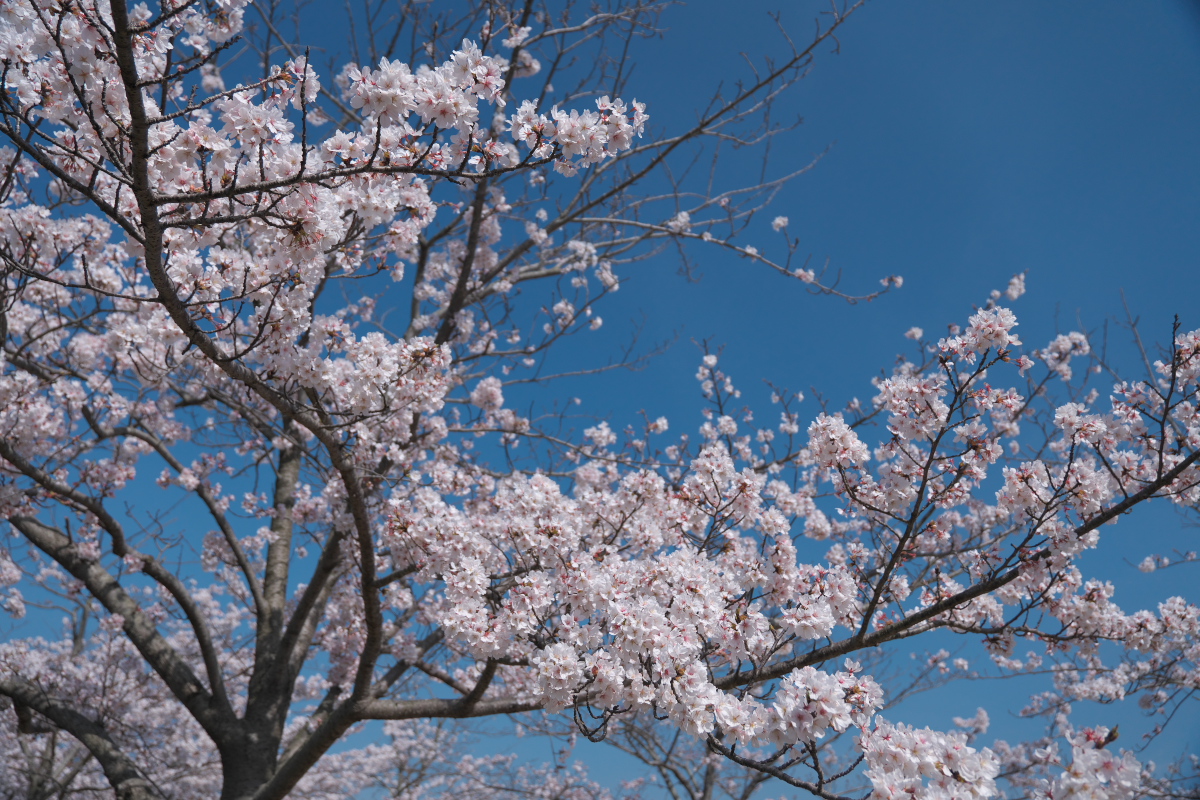 おの桜つづみ回廊-5